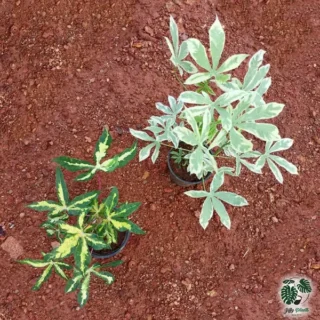 Tapioca Variegated Plant - Combo