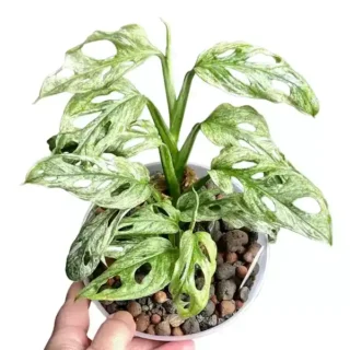 Monstera Adansonii Mint Europe - Rare