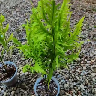 Phymatosorus scolopendria yellow fern SP - Rare