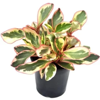 Baby Rubber Plant Tricolour, Pepperomia Obtusifolia