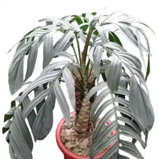 Rhaphidophora Tenuis Silver - Rare