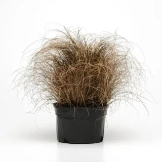 CAREX – BRONCO (GRASS) - Rare
