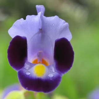 Torenia Fournieri Plant- Little Kiss Violet