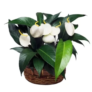 Anthurium Scherzerianum White - Rare