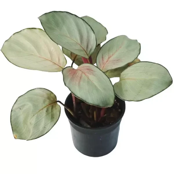 Calathea Silver Plate | Calathea Pink Aurora Plant - Image 3