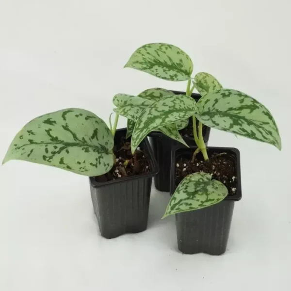 Scindapsus 'Silver Lady' - Rare - Image 3