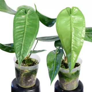 Anthurium Timplowmanii- Rare