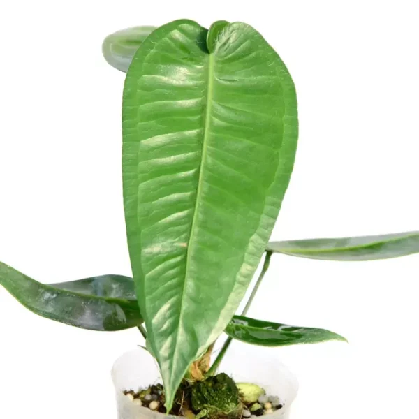 Anthurium Timplowmanii- Rare - Image 2