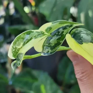 SCINDAPSUS MAYARI VARIEGATED - Rare