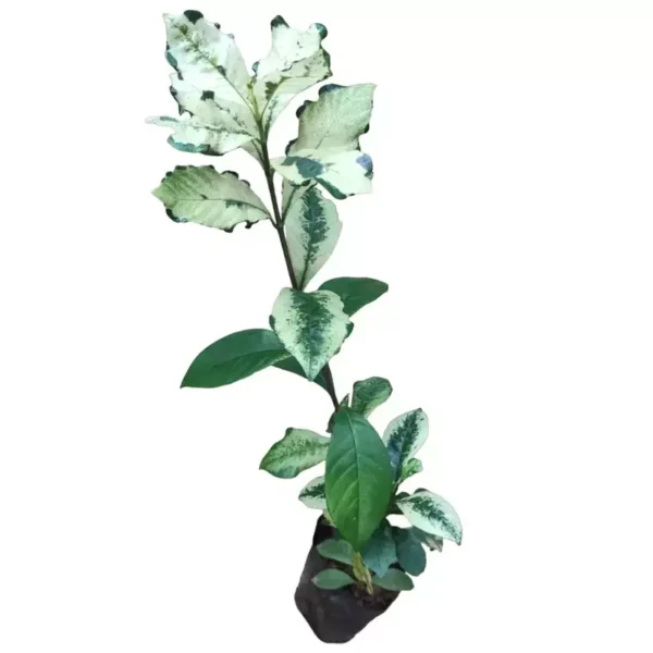 Gardenia Jasminoides 'Variegated' - Rare - Image 3