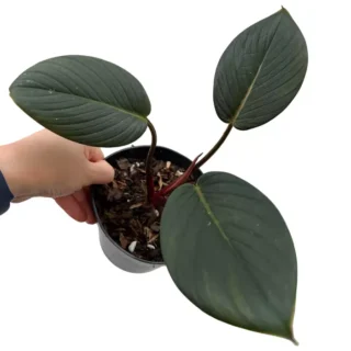 Homalomena Red Sp Sumatera - Rare