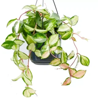Hoya Carnosa ‘Tricolor’ - Rare