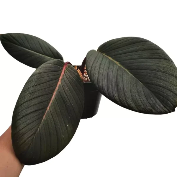 Homalomena Red Sp Sumatera - Rare - Image 2