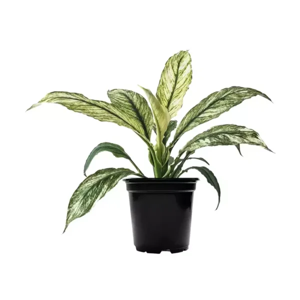 Peacelilly Jessica | SPATHIPHYLLUM SENSATION VARIEGATA - Image 3
