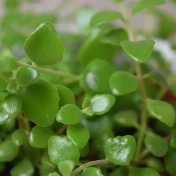 Tangled Heart Plant - Image 2
