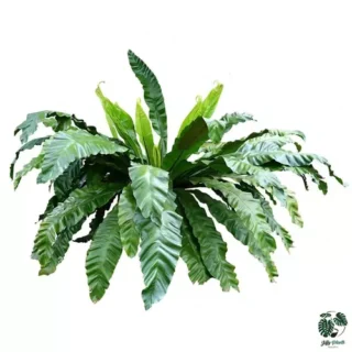 Bird's Nest Fern Plant