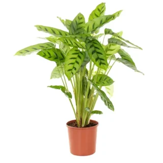 Calathea Leopardina
