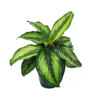 Calathea Beauty Star