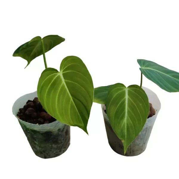 PHILODENDRON GLORIOUS- Rare - Image 3