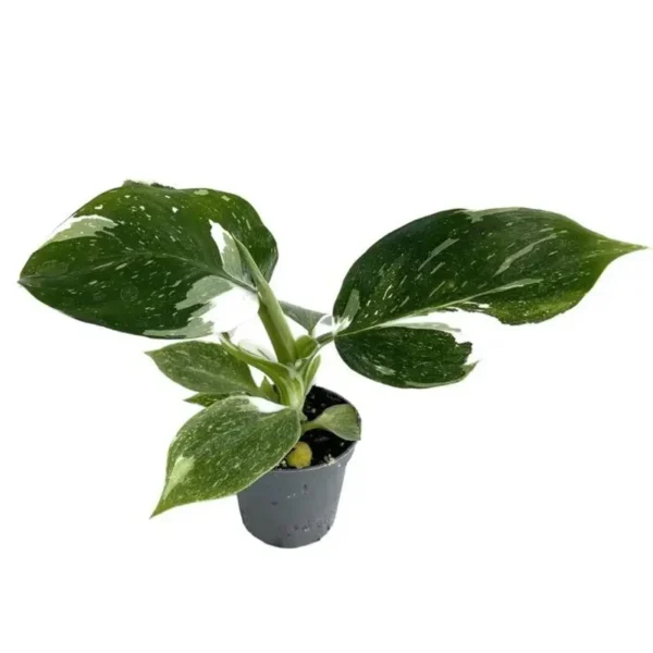 Philodendron 'White Wizard'- Rare - Image 3