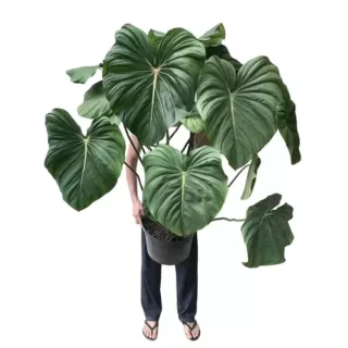 Philodendron Pastazanum- Rare