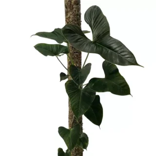 Philodendron Lupinum- Rare Plants