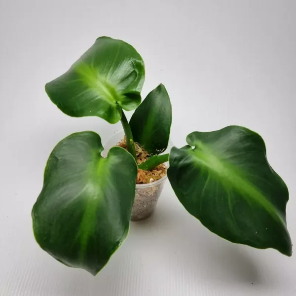 Philodendron Rugosum Aberrant Form- Rare - Image 2