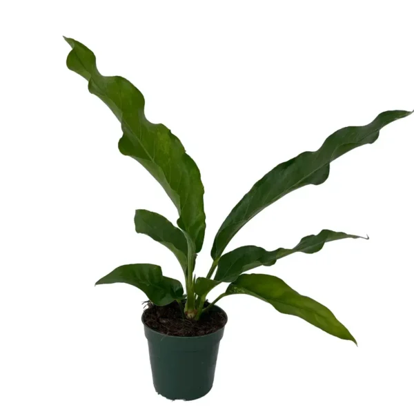 Anthurium Hookeri Bird’s Nest - Image 3
