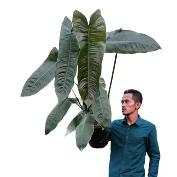Philodendron Sharoniae - Rare - Image 2