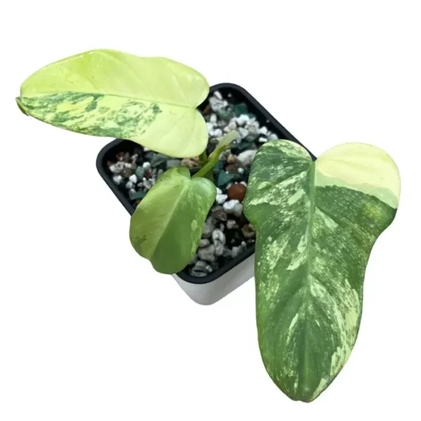 Philodendron Bipennifolium Variegated - Rare - Image 3