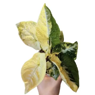 SYNGONIUM SCRAMBLED EGGS  -Rare