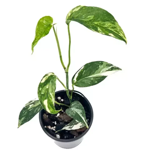 Monstera Epipremnum Pinnatum Variegated -Rare - Image 3