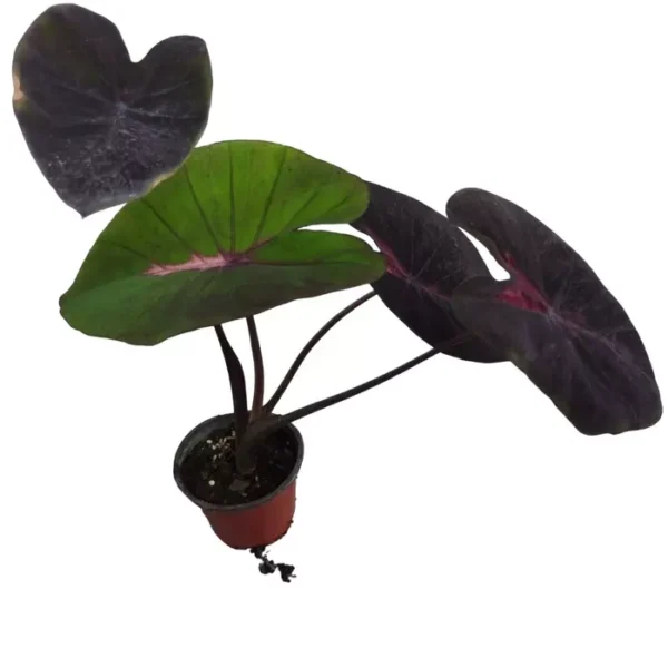 Colocasia Psylocke - Rare - Image 3