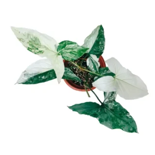 Syngonium Albo - Rare
