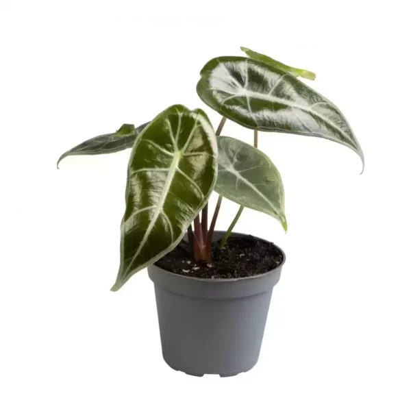 Alocasia Longiloba Grandis- Rare - Image 3