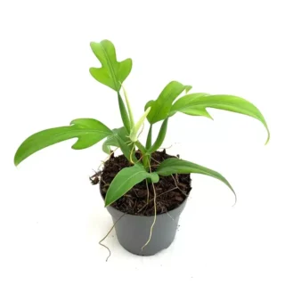 Philodendron Panduriforme - Rare