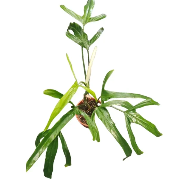 Philodendron Paloraense (Bigplant) - Rare - Image 4