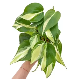 Philodendron Silver Stripe