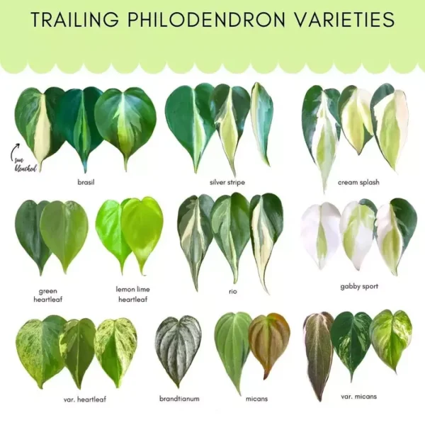 Philodendron Silver Stripe - Image 2