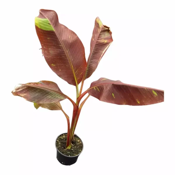 Musa Siam Ruby - Rare