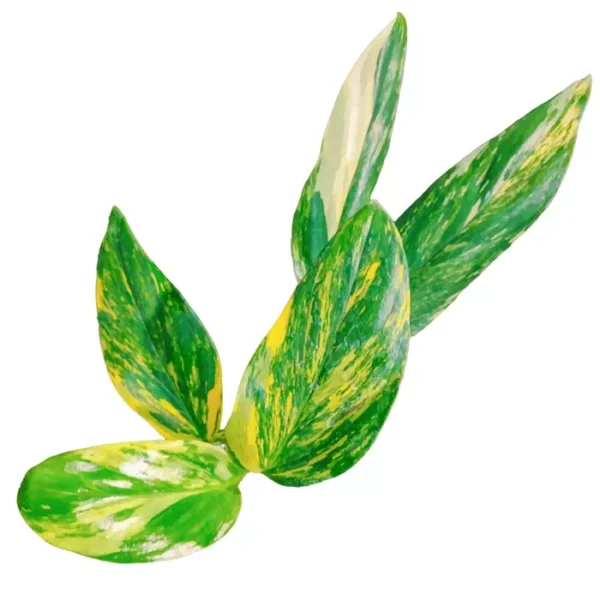 Monstera Standleyana Aurea Variegated- Very Rare - Image 3