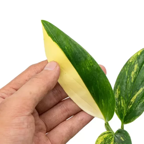 Monstera Standleyana Aurea Variegated- Very Rare - Image 2