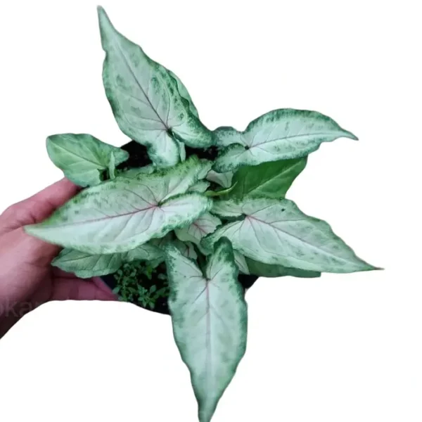 Syngonium Orm Manee - Image 3