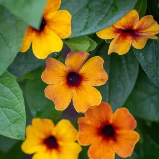 Black-Eyed Susan Vine, Thunbergia alata 'SunEyes Terracotta'
