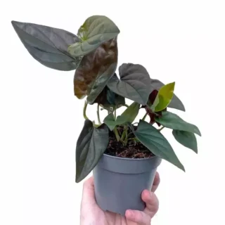 Syngonium Erythrophyllum Red Arrow - Black syngonium