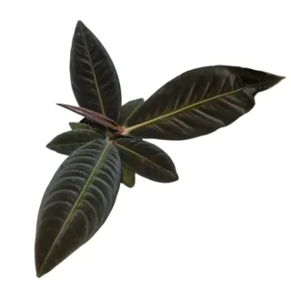 Labisia sp