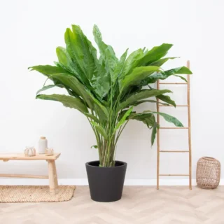 Split-Leaf Cyclanthus/ Cyclanthus Bipartitus - Rare