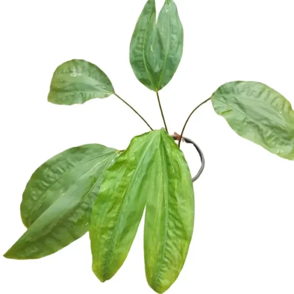 Split-Leaf Cyclanthus/ Cyclanthus Bipartitus - Rare - Image 2