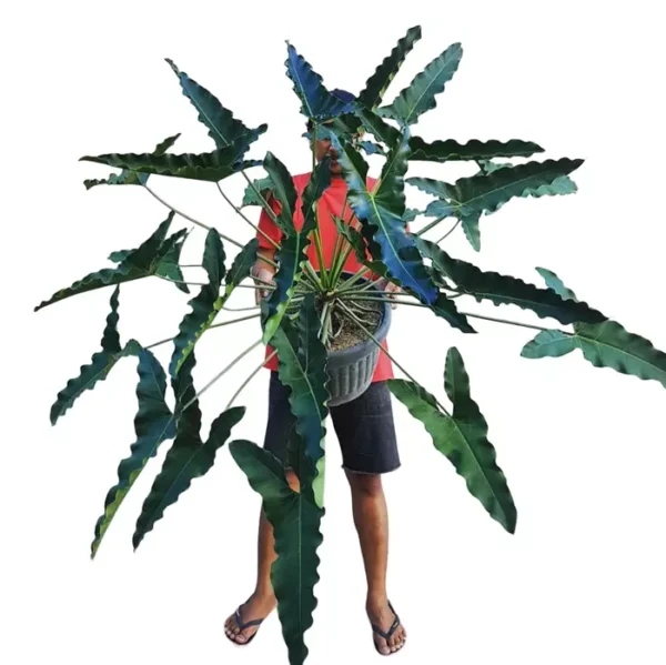 Philodendron THAUMATOPHYLLUM STENOLOBUM - Rare - Image 2
