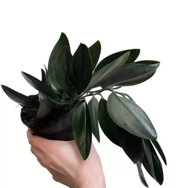 Scindapsus Moonlight Treubii Dark Form
